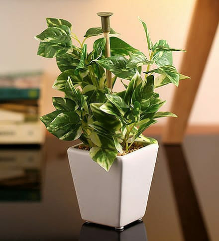 Imported Artificial Plant With Ceramic Pot