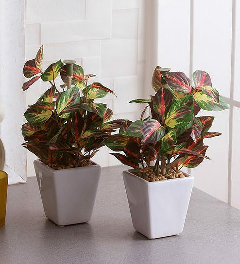 Imported Artificial Plant With Ceramic Pot